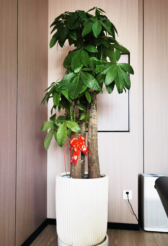 �����̻�ֲ������